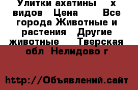 Улитки ахатины  2-х видов › Цена ­ 0 - Все города Животные и растения » Другие животные   . Тверская обл.,Нелидово г.